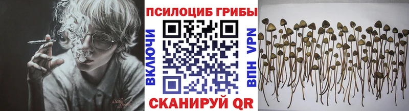 Купить закладки  Верещагино  Галлюциногенные грибы Psilocybe 